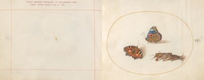 Animalia Rationalia et Insecta (Ignis): Plate XI by Joris Hoefnagel