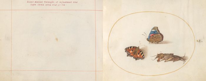 Animalia Rationalia et Insecta (Ignis): Plate XI by Joris Hoefnagel