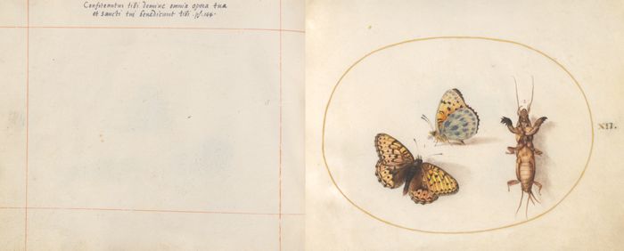 Animalia Rationalia et Insecta (Ignis): Plate XII by Joris Hoefnagel