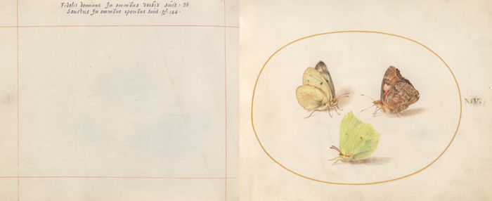 Animalia Rationalia et Insecta (Ignis): Plate XIV by Joris Hoefnagel