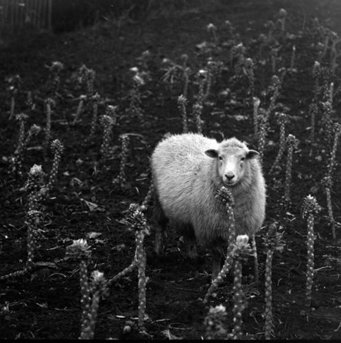 Photograph of a sheep on Romney Marsh, Kent by John Piper