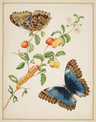 Branch of West Indian Cherry with Achilles Morpho Butterfly by Maria Sibylla Merian 