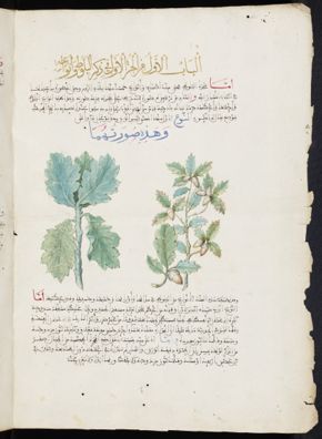 A sheet from an Arabic manuscript on botany (Kitāb al-Durar wa-al-wuqūf ʻalá al-aʻyān wa-al-ṣuwar) by Unknown artist