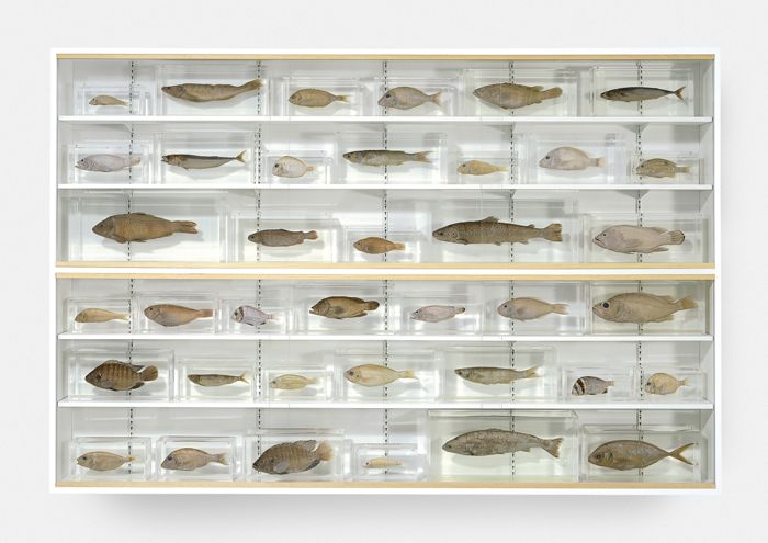 Isolated Elements Swimming in the Same Direction for the Purpose of Understanding (Left), by Damien Hirst