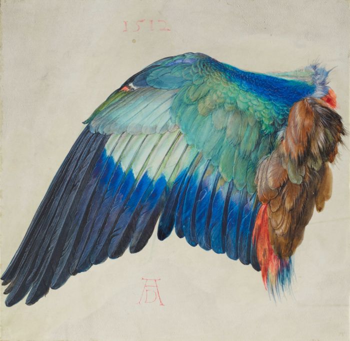 Wing of a European Roller (also known as Wing of a Blue Roller), by Albrecht Dürer