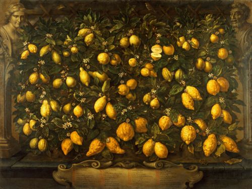 Lemons and Limes by Bartolomeo Bimbi